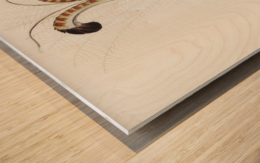 Lyre Bird Menura superba illustrated by Elizabeth Gould 1804–1841 for John Gould’s 1804-1881 Birds of Australia  Wood print