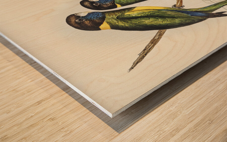 Bauers Parrakeet Platycercus Bauerii illustrated by Elizabeth Gould 1804–1841 for John Gould’s 1804-1881 Birds of Australia  Impression sur bois