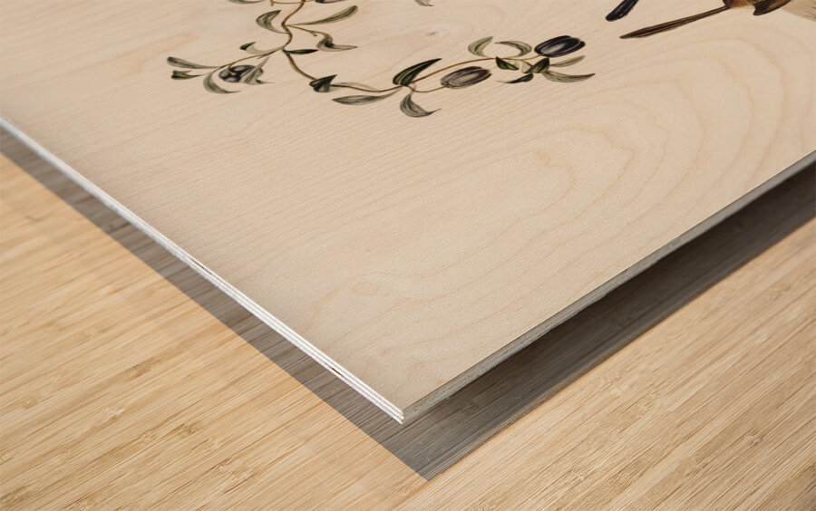 Long-tailed Wren Malurus longicaudus illustrated by Elizabeth Gould 1804–1841 for John Gould’s 1804-1881 Birds of Australia  Wood print