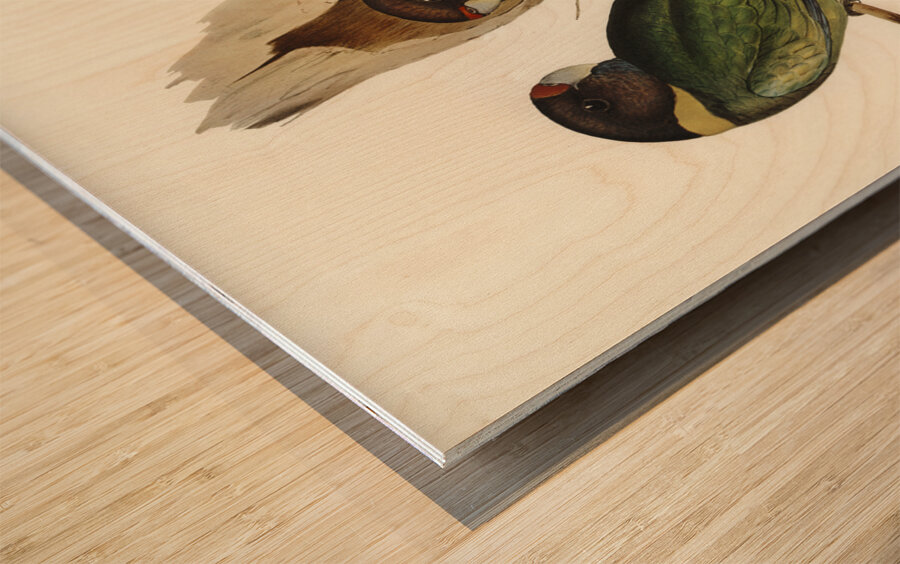 Curlew Sandpiper Schoeniclus subarquatus illustrated by Elizabeth Gould 1804–1841 for John Gould’s 1804-1881 Birds of Australia  Wood print