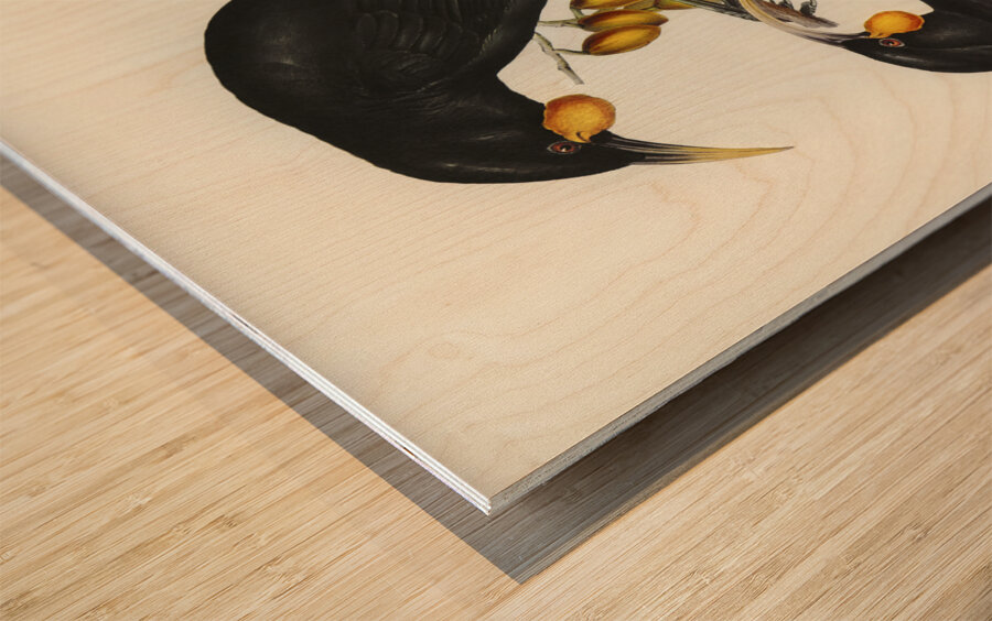 Gould&39s Neomorpha Neomorpha Gouldii illustrated by Elizabeth Gould 1804–1841 for John Gould’s 1804-1881 Birds of Australia  Wood print