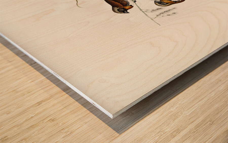 Chestnut-breasted Finch Donacola castaneothorax illustrated by Elizabeth Gould 1804–1841 for John Gould’s 1804-1881 Birds of Australia  Wood print