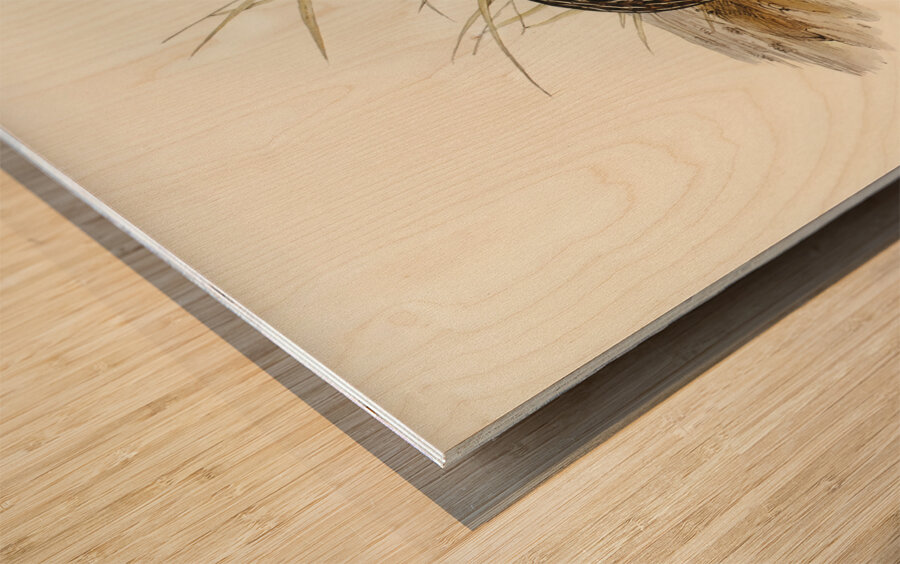 Chestnut-breasted Finch Donacola castaneothorax illustrated by Elizabeth Gould 1804–1841 for John Gould’s 1804-1881 Birds of Australia  Wood print