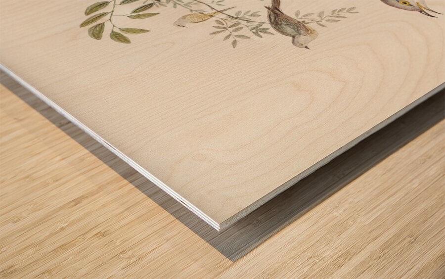 Chestnut-breasted Finch Donacola castaneothorax illustrated by Elizabeth Gould 1804–1841 for John Gould’s 1804-1881 Birds of Australia  Wood print