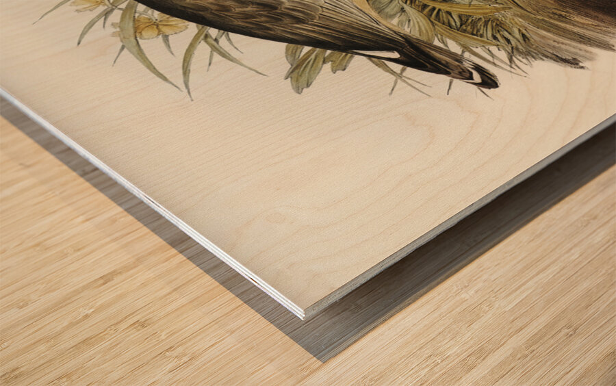 Large-billed Plover Esacus magnirostris illustrated by Elizabeth Gould 1804–1841 for John Gould’s 1804-1881 Birds of Australia  Wood print