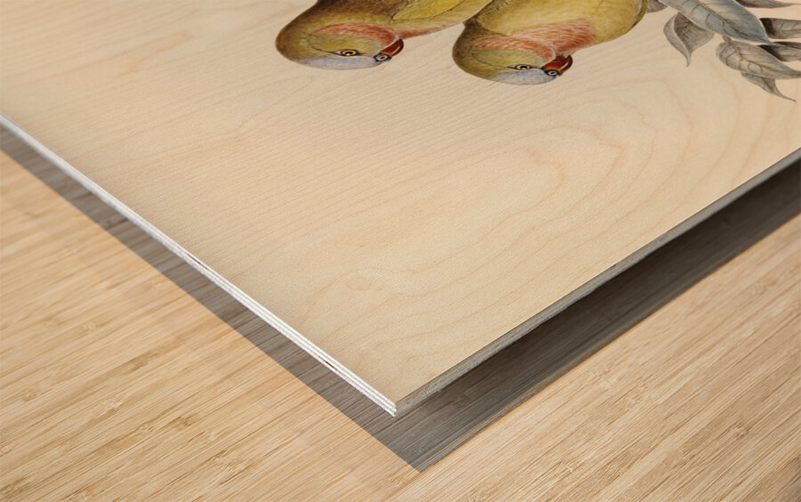 The Princess of Wales&39s Parakeet Polytelis Alexandrae illustrated by Elizabeth Gould 1804–1841 for John Gould’s 1804-1881 Birds of Australia  Wood print