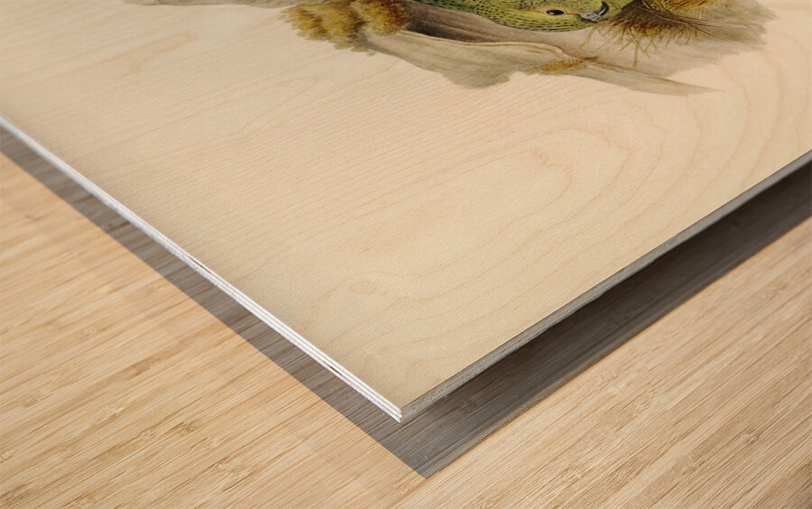 Nocturnal Ground-Parakeet Geopsittacus occidentalis illustrated by Elizabeth Gould 1804–1841 for John Gould’s 1804-1881 Birds of Australia  Wood print