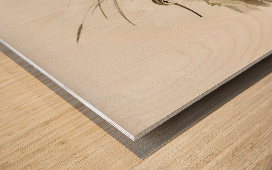 Terek Godwit Terekia cinerea illustrated by Elizabeth Gould 1804–1841 for John Gould’s 1804-1881 Birds of Australia  Wood print