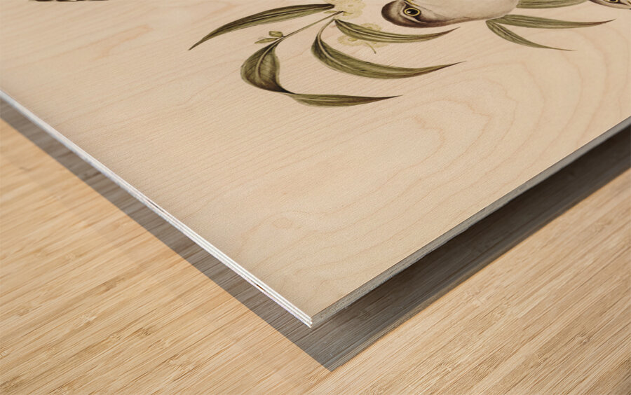 Unadorned Cuckoo Cuculus inornatus illustrated by Elizabeth Gould 1804–1841 for John Gould’s 1804-1881 Birds of Australia  Wood print