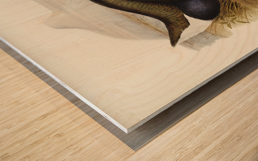 Notornis Notornix Mantelli illustrated by Elizabeth Gould 1804–1841 for John Gould’s 1804-1881 Birds of Australia  Wood print