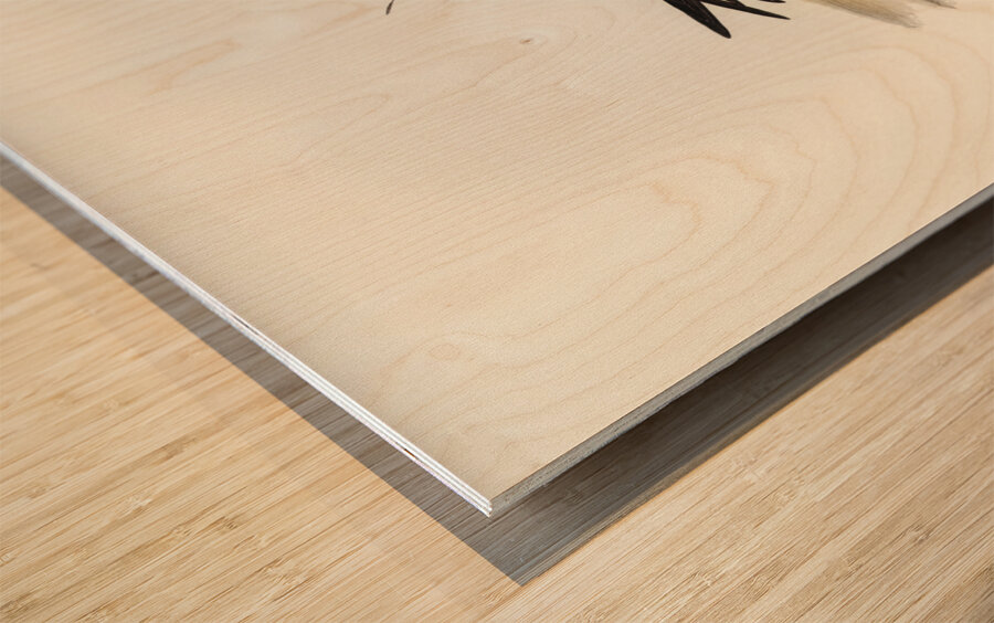 Oriental Pratincole Glareola Orientalis illustrated by Elizabeth Gould 1804–1841 for John Gould’s 1804-1881 Birds of Australia  Wood print