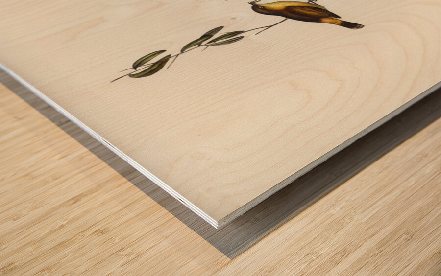 Regulus-like Acanthiza Acanthiza Reguloides illustrated by Elizabeth Gould 1804–1841 for John Gould’s 1804-1881 Birds of Australia  Wood print