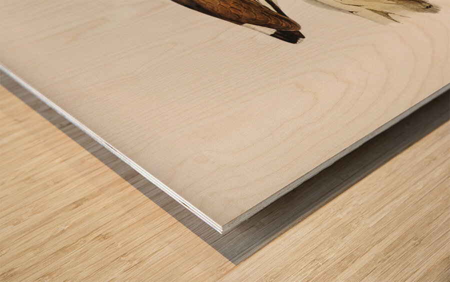 Black-breasted Pewit Sarciophorus pectoralis illustrated by Elizabeth Gould 1804–1841 for John Gould’s 1804-1881 Birds of Australia  Wood print