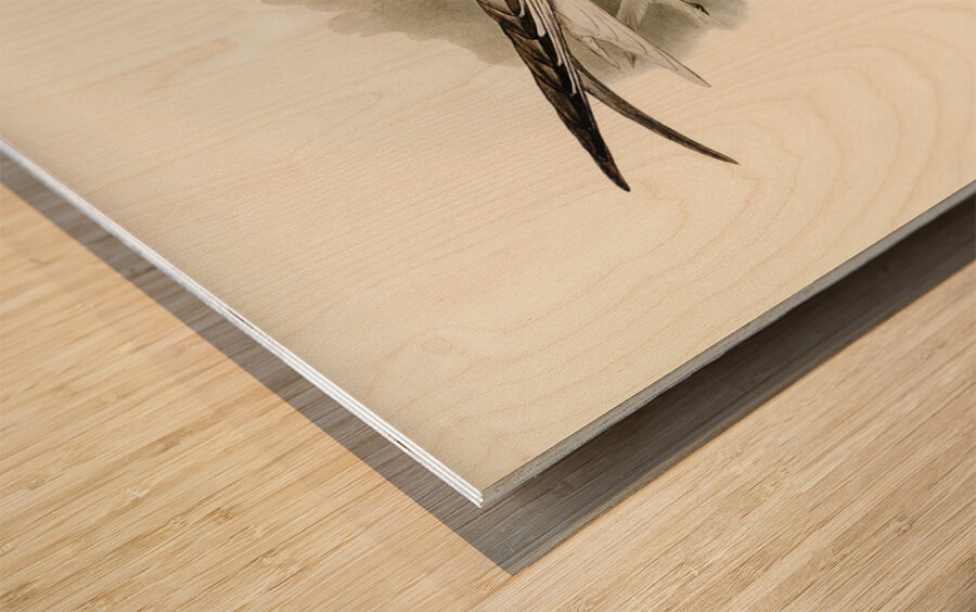 Great-footed Tern Gelochelidon macrotarsa illustrated by Elizabeth Gould 1804–1841 for John Gould’s 1804-1881 Birds of Australia  Wood print