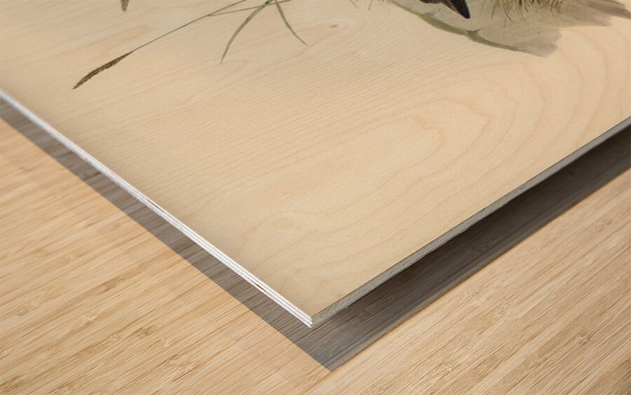 Grey-rumped Sandpaper Totanus griseopygius illustrated by Elizabeth Gould 1804–1841 for John Gould’s 1804-1881 Birds of Australia  Wood print