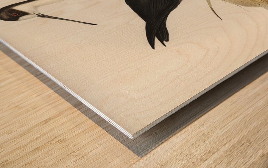 New Zealand Stilt Himantopus Novae-Zelandiae illustrated by Elizabeth Gould 1804–1841 for John Gould’s 1804-1881 Birds of Australia  Wood print