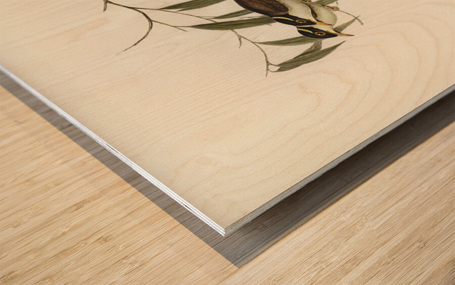 Strong-billed Honey-eater Melithreptus validirostris illustrated by Elizabeth Gould 1804–1841 for John Gould’s 1804-1881 Birds of Australia  Wood print