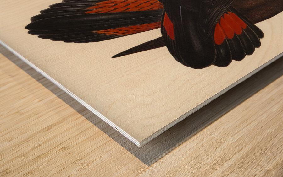 Leachs Cockatoo Calyptorhynchus Leachii illustrated by Elizabeth Gould 1804–1841 for John Gould’s 1804-1881 Birds of Australia  Wood print