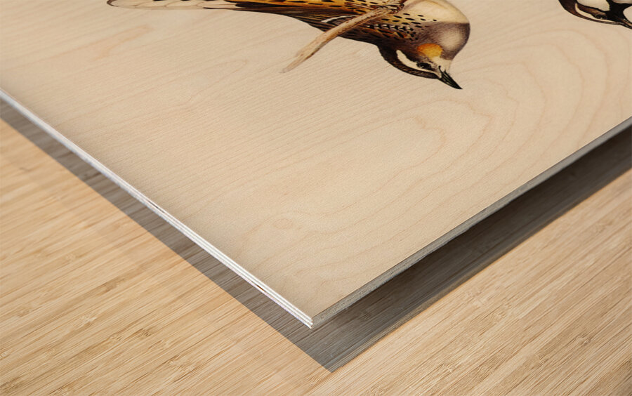 Spotted Groud Thrush Cinclosoma punctatum illustrated by Elizabeth Gould 1804–1841 for John Gould’s 1804-1881 Birds of Australia  Wood print