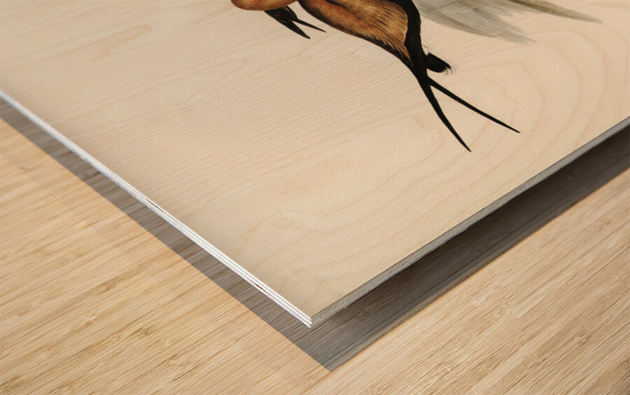 Australian Pratincole Glareola grallaria illustrated by Elizabeth Gould 1804–1841 for John Gould’s 1804-1881 Birds of Australia  Wood print