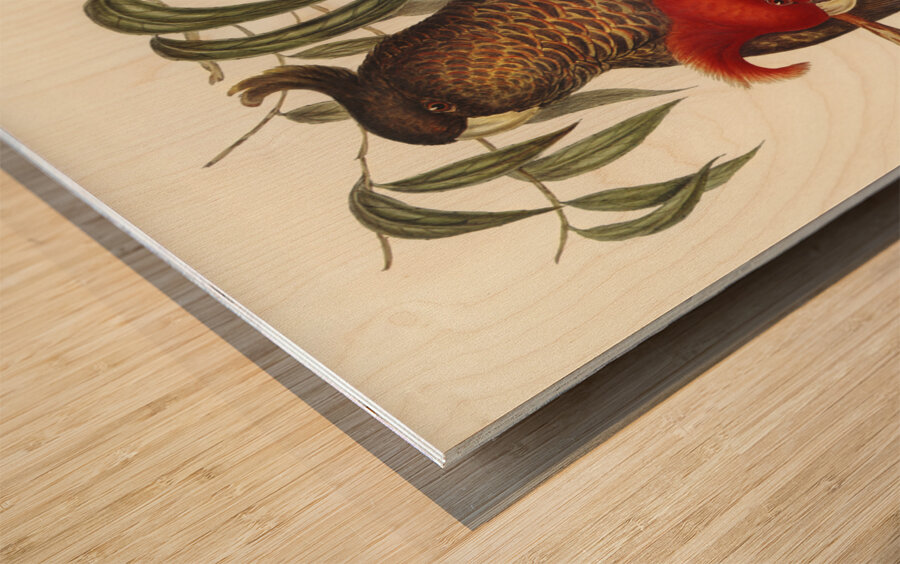 Gang-gang Cockatoo Callocephalon galeatum illustrated by Elizabeth Gould 1804–1841 for John Gould’s 1804-1881 Birds of Australia  Wood print