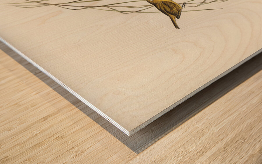 Yellow Zosterops Zosterops lutcus illustrated by Elizabeth Gould 1804–1841 for John Gould’s 1804-1881 Birds of Australia  Wood print