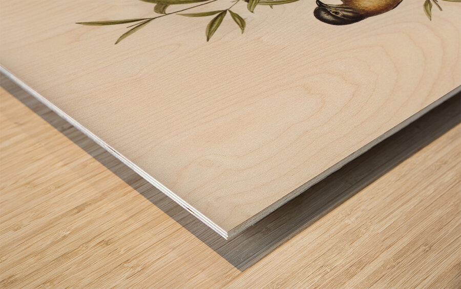 Brush Cuckoo Cuculus insperatus illustrated by Elizabeth Gould 1804–1841 for John Gould’s 1804-1881 Birds of Australia  Wood print