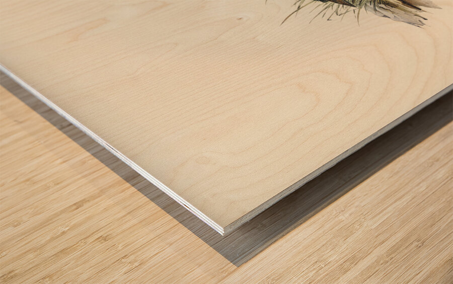 Black-breasted Hemipode Hemipodius melanogaster illustrated by Elizabeth Gould 1804–1841 for John Gould’s 1804-1881 Birds of Australia  Wood print