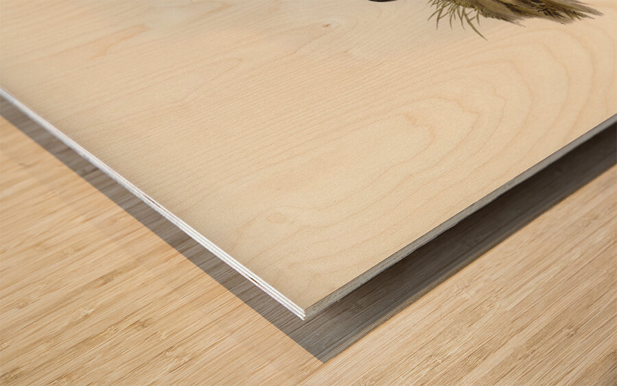 Turnstone Strepsilas Interpres illustrated by Elizabeth Gould 1804–1841 for John Gould’s 1804-1881 Birds of Australia  Wood print