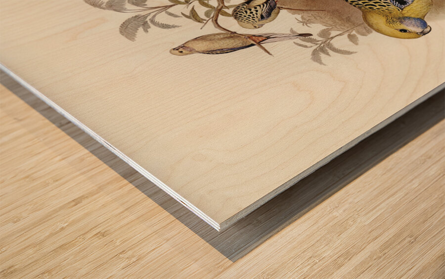 Blue-cheeked Parakeet Platycercus cyanogenys illustrated by Elizabeth Gould 1804–1841 for John Gould’s 1804-1881 Birds of Australia  Wood print