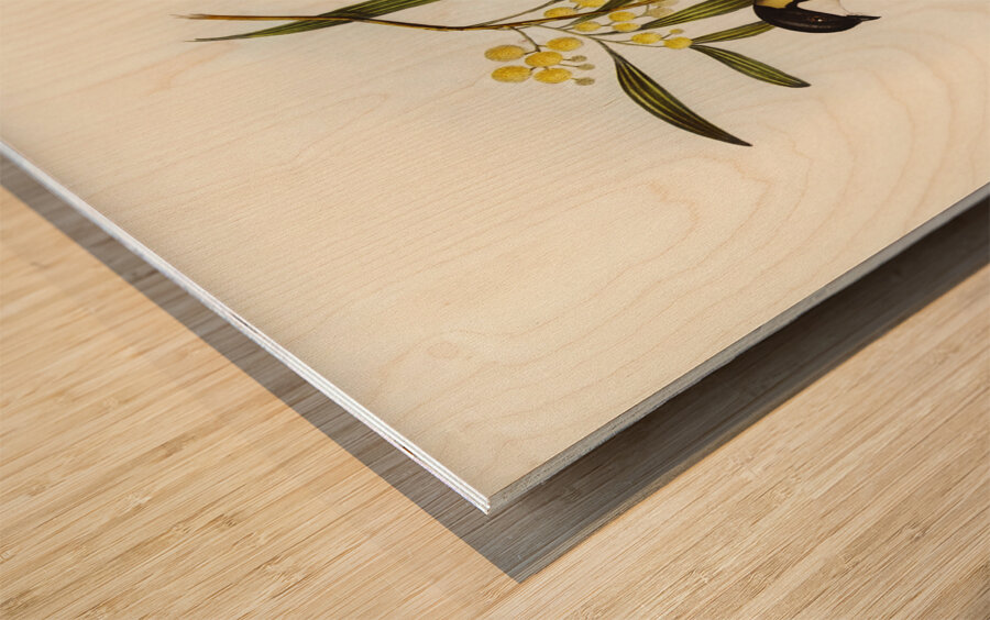 Guttural Pachycephala Pachycephala gutturalis illustrated by Elizabeth Gould 1804–1841 for John Gould’s 1804-1881 Birds of Australia  Wood print