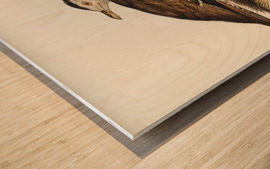 Australian Bustard Otis Australasianus illustrated by Elizabeth Gould 1804–1841 for John Gould’s 1804-1881 Birds of Australia  Wood print