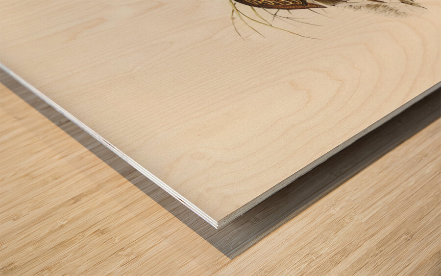 Swift-flying Hemipode Hemipodius velox illustrated by Elizabeth Gould 1804–1841 for John Gould’s 1804-1881 Birds of Australia  Wood print