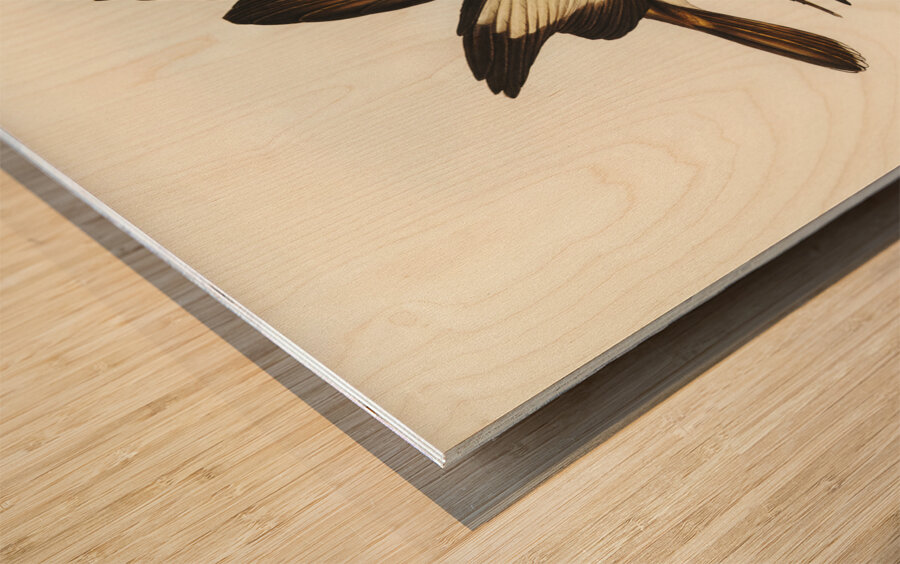 White-pinioned Honey-eater Entomyza albipennis illustrated by Elizabeth Gould 1804–1841 for John Gould’s 1804-1881 Birds of Australia  Wood print