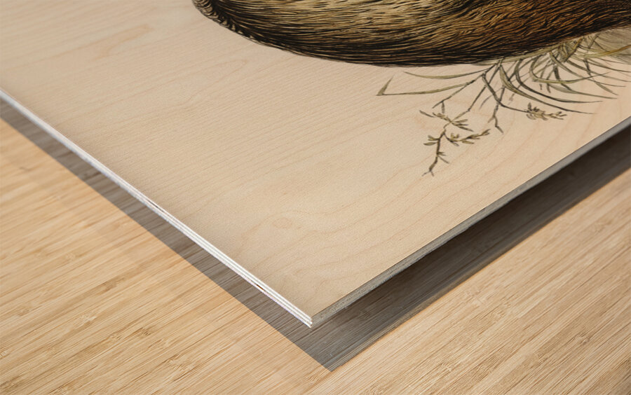 The Emu Dromaius Novae-Hollandiae illustrated by Elizabeth Gould 1804–1841 for John Gould’s 1804-1881 Birds of Australia  Wood print