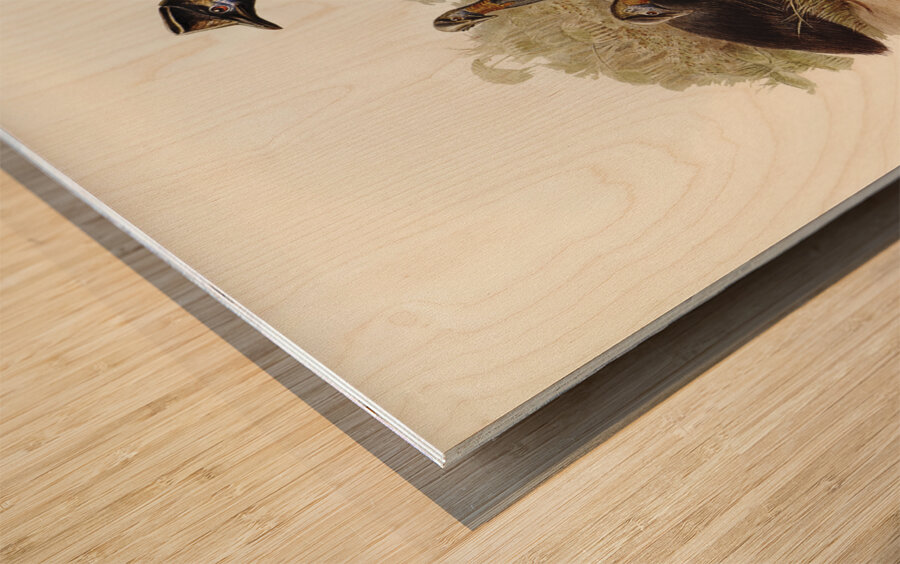 One-carunculated Cassowary Casuarius uniappendiculatus illustrated by Elizabeth Gould 1804–1841 for John Gould’s 1804-1881 Birds of Australia  Wood print