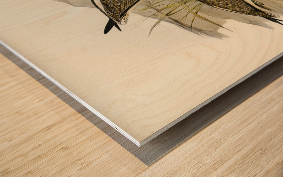 Australian Greenshank Glottis Glottoides illustrated by Elizabeth Gould 1804–1841 for John Gould’s 1804-1881 Birds of Australia  Wood print