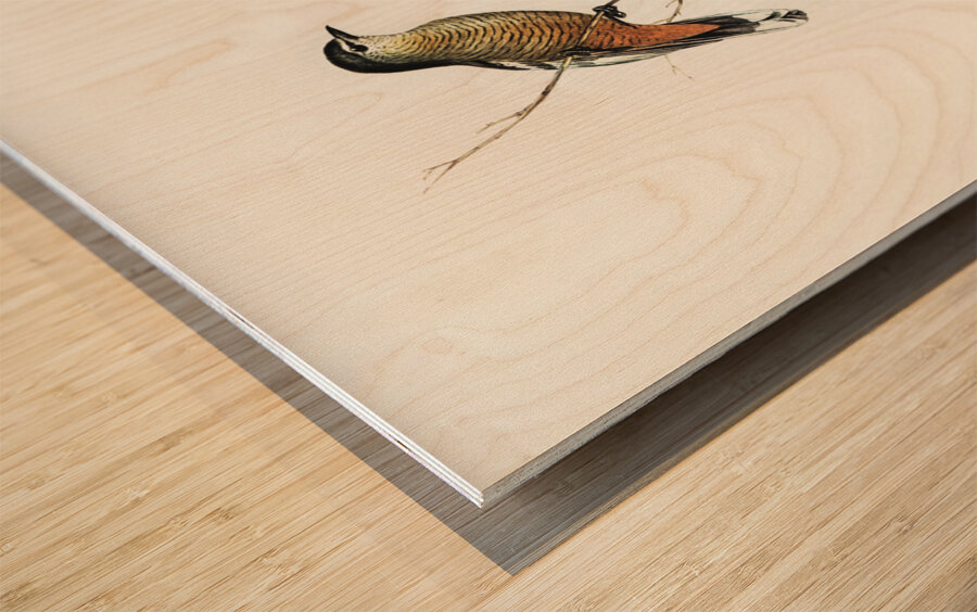 Black and White cuckooshrike Campephaga leucomela illustrated by Elizabeth Gould 1804–1841 for John Gould’s 1804-1881 Birds of Australia  Wood print