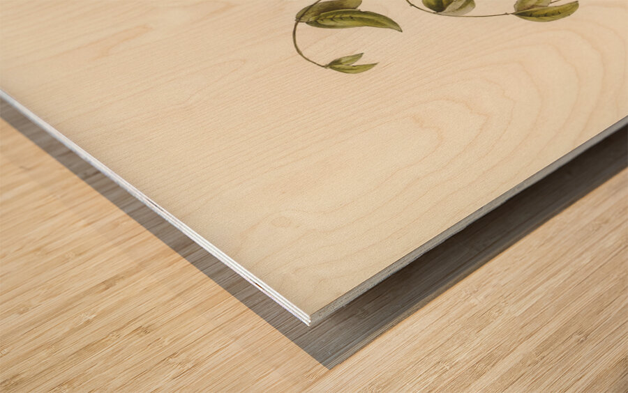 Black Honey-eater Myzomela nigra illustrated by Elizabeth Gould 1804–1841 for John Gould’s 1804-1881 Birds of Australia  Wood print