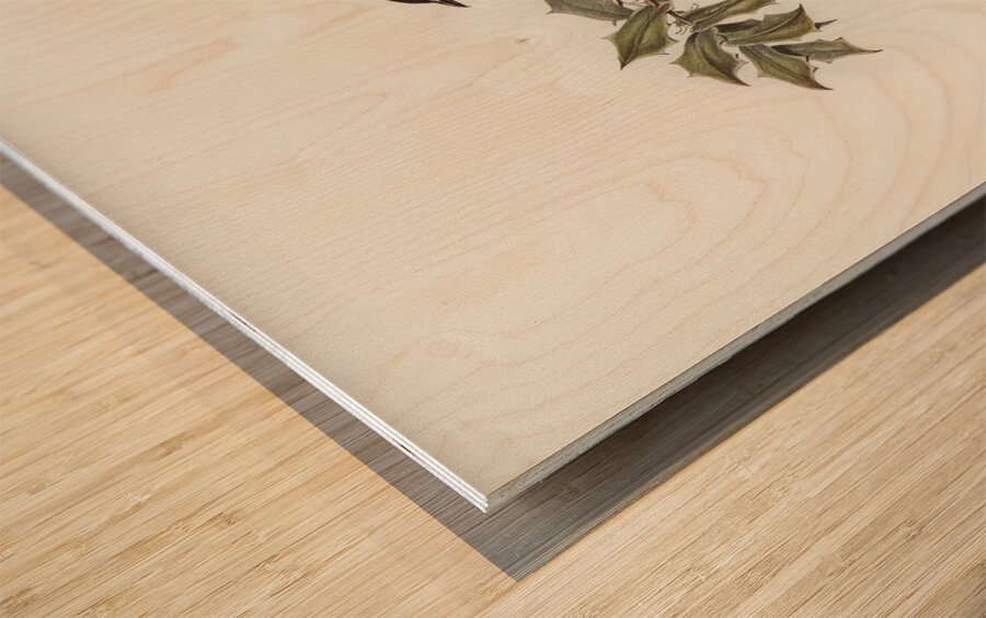 Northern cuckooshrike Campephaga Karu illustrated by Elizabeth Gould 1804–1841 for John Gould’s 1804-1881 Birds of Australia  Wood print