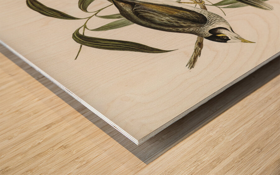 Garrulous Honey-eater Myzantha garrula illustrated by Elizabeth Gould 1804–1841 for John Gould’s 1804-1881 Birds of Australia  Impression sur bois