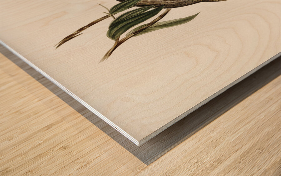 Luteous Honey-eater Myzantha lutea illustrated by Elizabeth Gould 1804–1841 for John Gould’s 1804-1881 Birds of Australia  Wood print