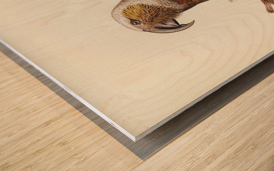 Jardine’s cuckooshrike Campephaga Jardinii illustrated by Elizabeth Gould 1804–1841 for John Gould’s 1804-1881 Birds of Australia  Wood print