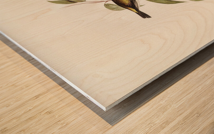 Black-headed Honey-eater Melthreptus melanocephalus illustrated by Elizabeth Gould 1804–1841 for John Gould’s 1804-1881 Birds of Australia  Wood print