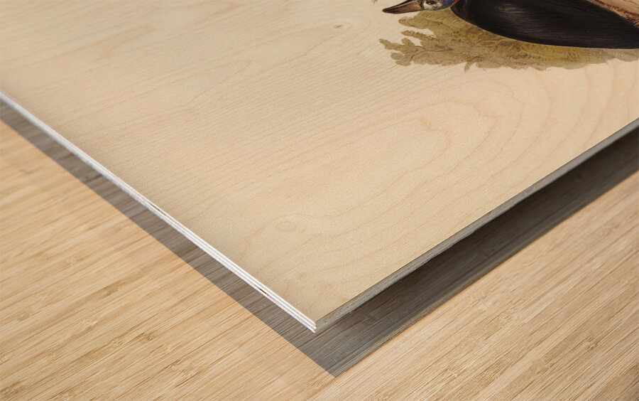 Australian Cassowary Casuarius australis illustrated by Elizabeth Gould 1804–1841 for John Gould’s 1804-1881 Birds of Australia  Wood print