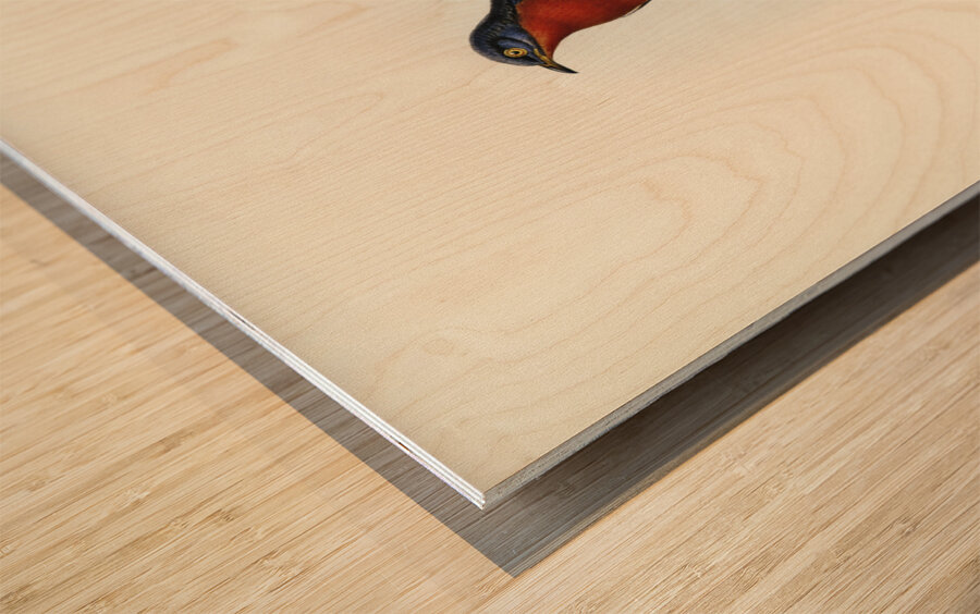 Chestnut-breasted Cuckoo Cacomantis castaneiventris illustrated by Elizabeth Gould 1804–1841 for John Gould’s 1804-1881 Birds of Australia  Wood print