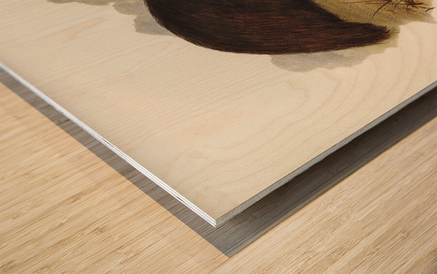 Chestnut-breasted Cuckoo Cacomantis castaneiventris illustrated by Elizabeth Gould 1804–1841 for John Gould’s 1804-1881 Birds of Australia  Wood print