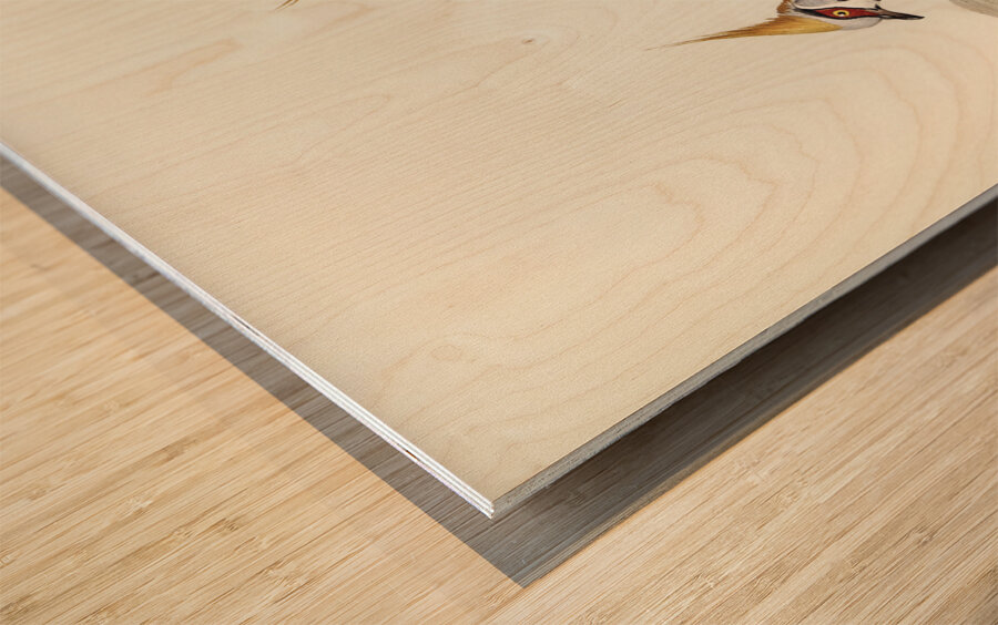 White-bellied Bronzewing Lophophaps leucogaster illustrated by Elizabeth Gould 1804–1841 for John Gould’s 1804-1881 Birds of Australia  Wood print