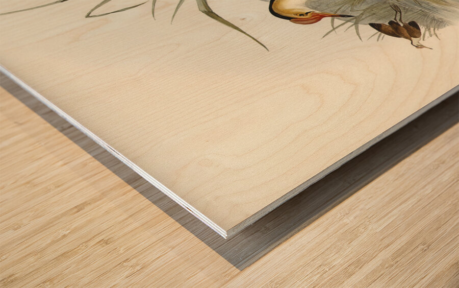 Gallinaceous Parra Parra gallinacea illustrated by Elizabeth Gould 1804–1841 for John Gould’s 1804-1881 Birds of Australia  Wood print