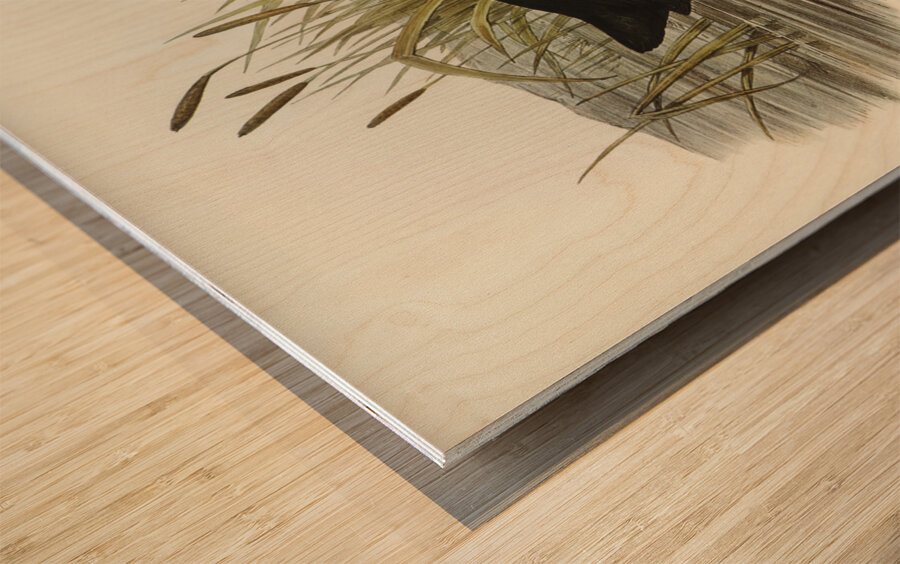 Australian Coot Fulica Australis illustrated by Elizabeth Gould 1804–1841 for John Gould’s 1804-1881 Birds of Australia  Wood print